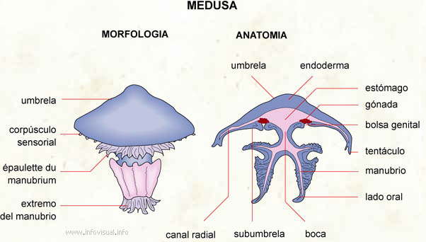 Medusa (Diccionario visual)